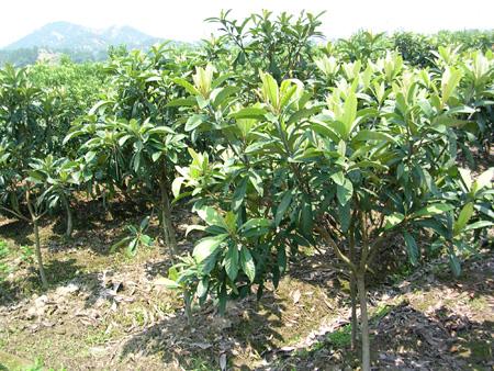 供應(yīng)早鐘六號解放鐘等枇杷苗