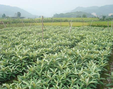 供應(yīng)早鐘六號解放鐘等枇杷苗