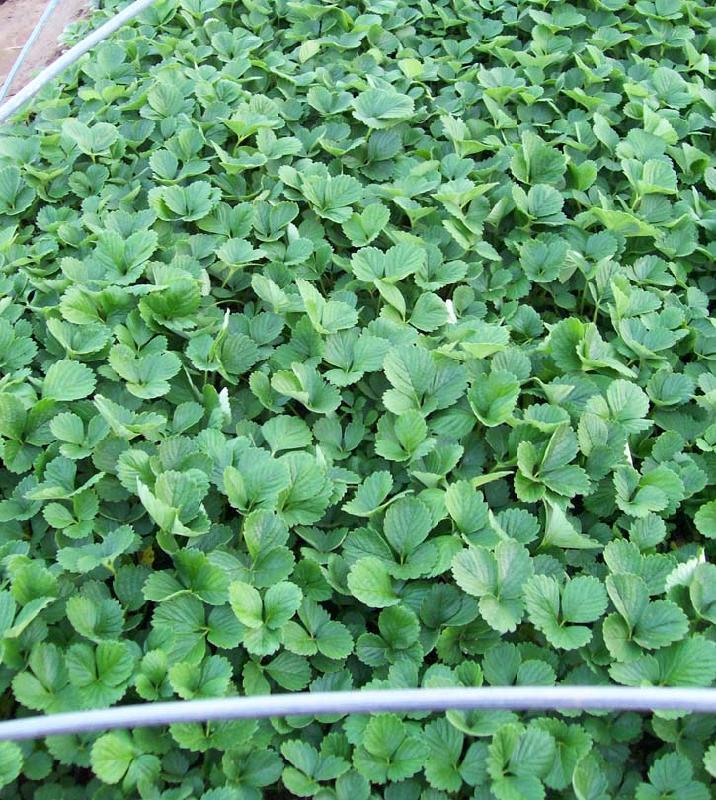 供應(yīng)草莓苗-紅顏草莓苗-脫毒草莓苗