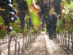 供應(yīng)造酒赤霞珠葡萄