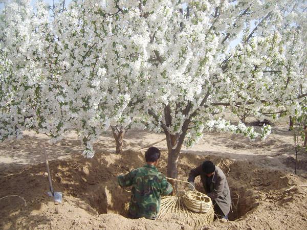 供應(yīng)張家口八棱海棠樹苗，張家口八棱海棠樹育苗基地