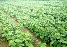 供應葡萄苗木巨豐維多利亞