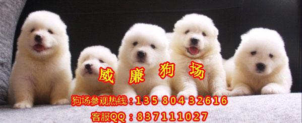 供應(yīng)廣州哪里有賣薩摩耶