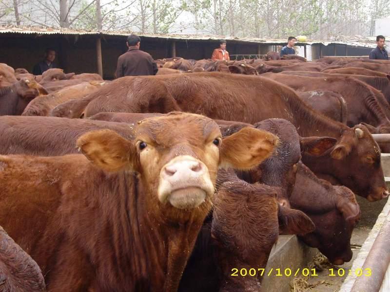 哪里卖肉牛哪卖奶牛光明奶牛场批发图片