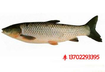 供應(yīng)清遠連山壯族瑤族自治縣白鯧魚苗魚