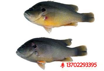 供應(yīng)清遠(yuǎn)市英德市白鯧魚苗魚花批發(fā)