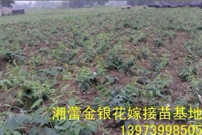 供應(yīng)湘蕾樹形金銀花苗 湘蕾樹形金銀花苗價 湘蕾樹形金銀花苗批發(fā)