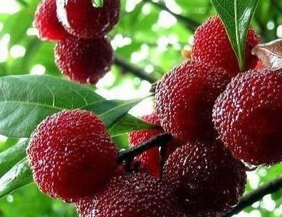 供應(yīng)毛桃芽苗 毛桃芽苗批價(jià) 毛桃芽苗價(jià)格