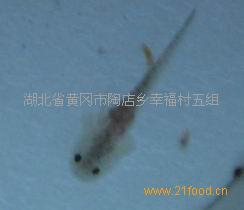 供應(yīng)草魚水花夏花 河南優(yōu)質(zhì)草魚水花夏花批發(fā)