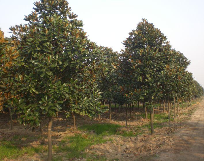 供應(yīng)廣玉蘭