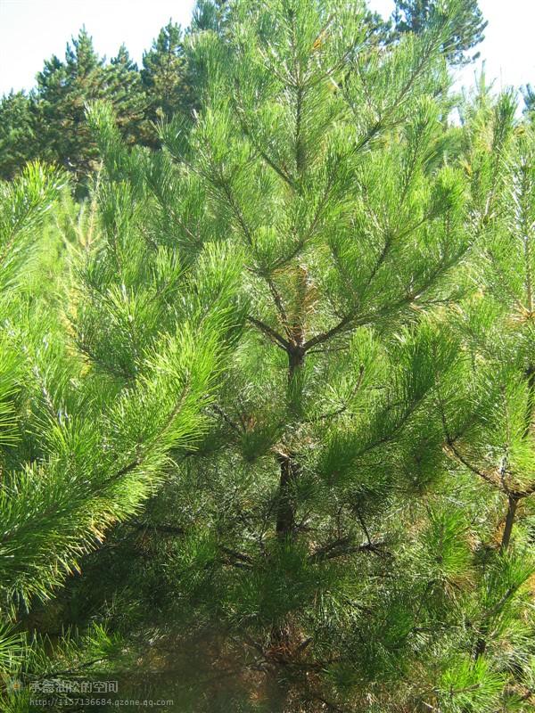 供應(yīng)河北“油松”1-2米發(fā)貨