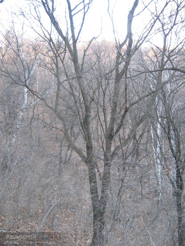 供應(yīng)“元寶楓”單株25-29公分