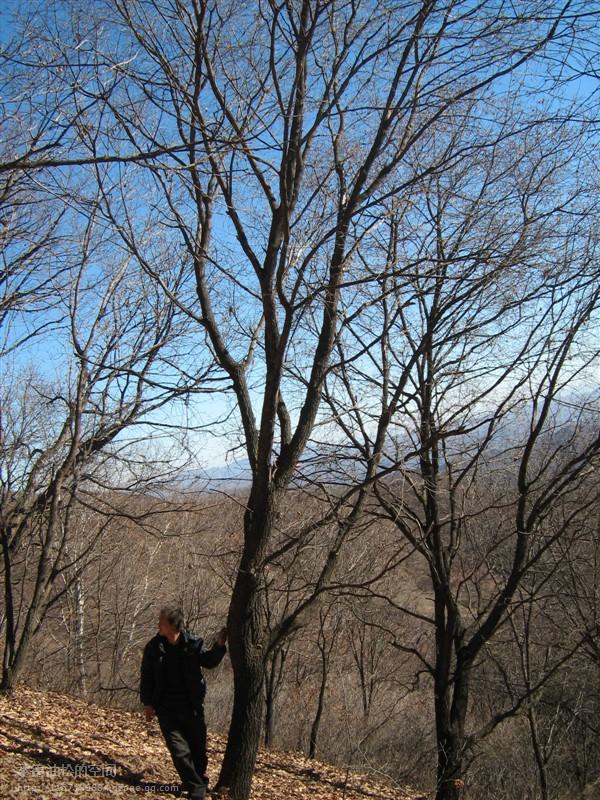 供應(yīng)石家莊五角楓供應(yīng)；石家莊五角楓價(jià)格；石家莊五角楓苗圃