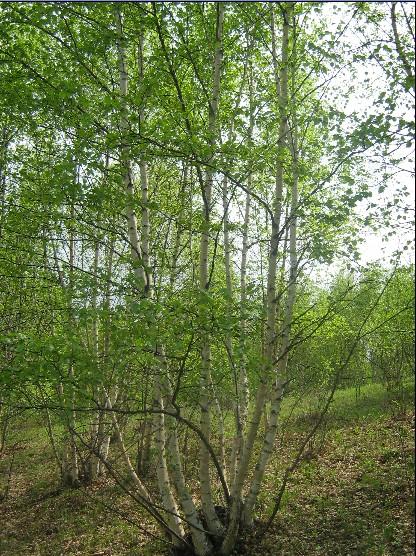 白樺圖片/白樺樣板圖 (2)