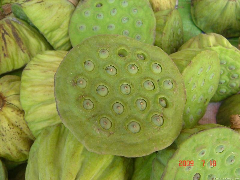 花種苗圖片/花種苗樣板圖 (4)