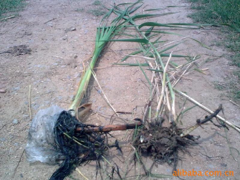 鹽堿地濕地治理專用微山湖野生香蒲圖片