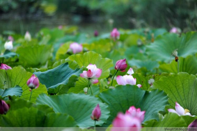 微山湖種植園林濕地水體野生紅荷花圖片