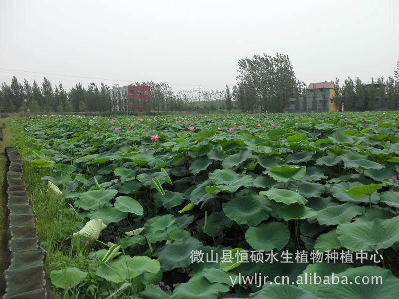 供應(yīng)*荷花種植微山湖*荷花