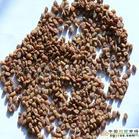 批發(fā)葫蘆巴膠