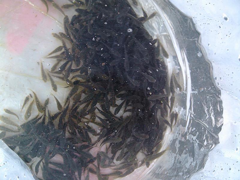 供應(yīng)攀枝花羅非魚苗水花豐產(chǎn)鯽魚苗水花@