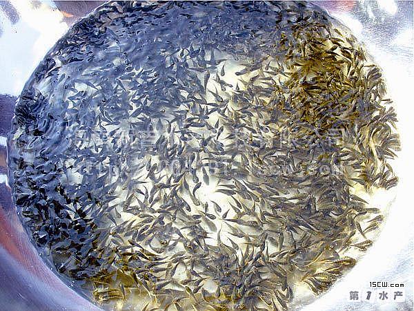 供應(yīng)攀枝花羅非魚苗水花豐產(chǎn)鯽魚苗水花@