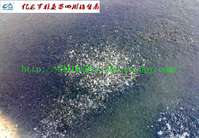 供應羅非魚在四川可以養(yǎng)殖批發(fā)魚苗}