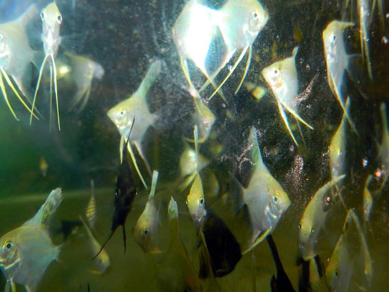 供應(yīng)批發(fā)黑裙-=、、