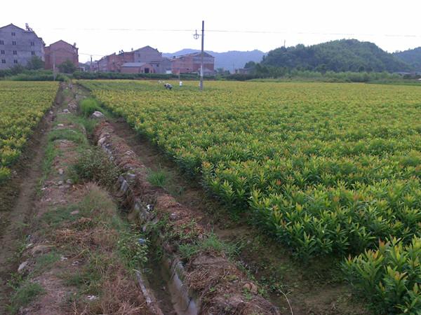 供應荔浦金球桂種苗、荔浦金球桂種苗批發(fā)、荔浦金球桂種苗批發(fā)價格