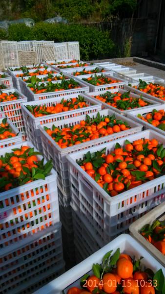 供應(yīng)荔浦沙糖桔果苗