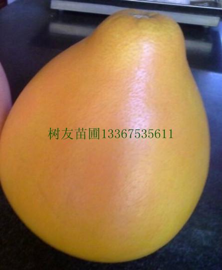 供應(yīng)紅皮黃肉蜜柚