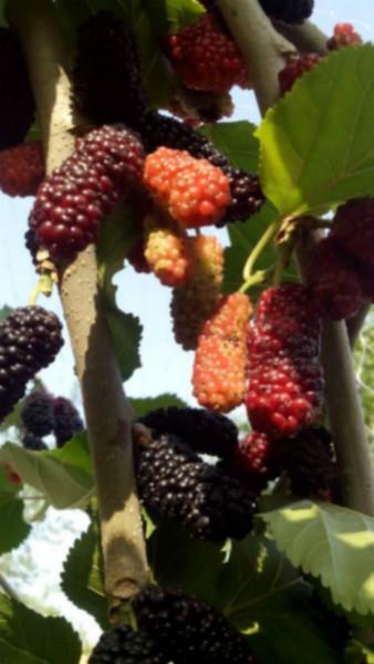 供應(yīng)果桑新品種