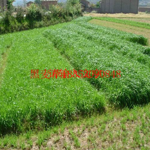 供應(yīng)山東哪里有賣黑麥草種子的
