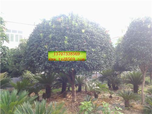 17gf*桂花樹 桂花樹苗