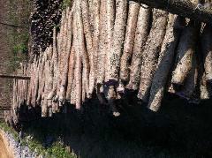 供應(yīng)株洲紫玉淮山，株洲紫玉淮山報價，株洲紫玉淮山批發(fā)