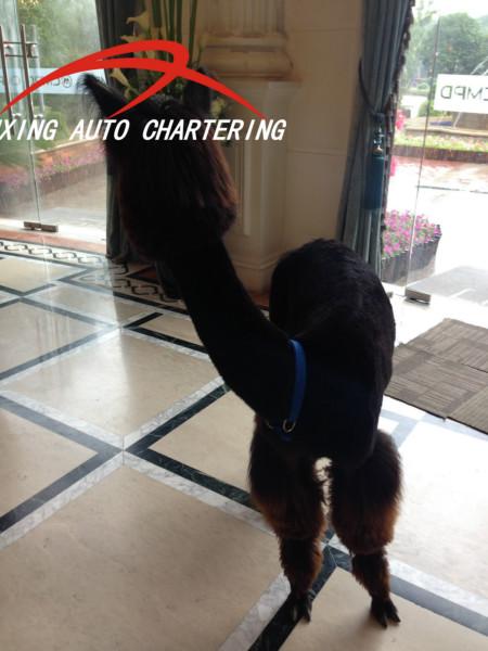 上海租設(shè)特蘭*拍廣告、浙江租設(shè)特蘭*拍電影、江蘇租設(shè)特蘭*展示