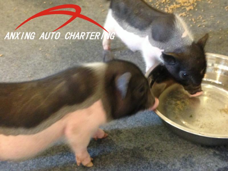 上海租設(shè)特蘭*拍廣告、浙江租設(shè)特蘭*拍電影、江蘇租設(shè)特蘭*展示