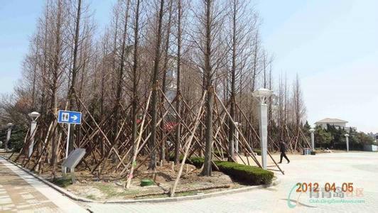 供應(yīng)呼和浩特植樹木支架塑料大棚支架