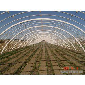 供應(yīng)呼和浩特植樹木支架塑料大棚支架