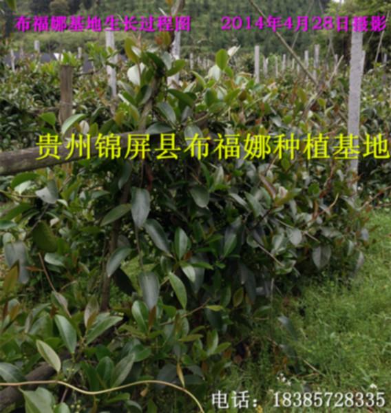 供應(yīng)懷化布福娜種苗供應(yīng)商，懷化布福娜種苗供貨商，懷化布福娜種苗價(jià)錢