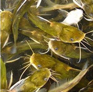 廣州優(yōu)質(zhì)黃桑魚(yú)養(yǎng)殖電話圖片/廣州優(yōu)質(zhì)黃桑魚(yú)養(yǎng)殖電話樣板圖 (2)