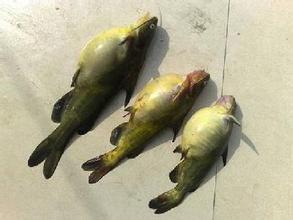 供應(yīng)廣州優(yōu)質(zhì)黃桑魚廠家電話，廣州優(yōu)質(zhì)黃桑魚公司，廣州優(yōu)質(zhì)黃桑魚批發(fā)