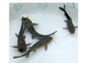 黃桑魚養(yǎng)殖圖片/黃桑魚養(yǎng)殖樣板圖 (4)
