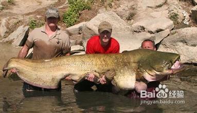 供應胡子鰱魚苗養(yǎng)殖批發(fā)，胡子鰱魚苗批發(fā)中心