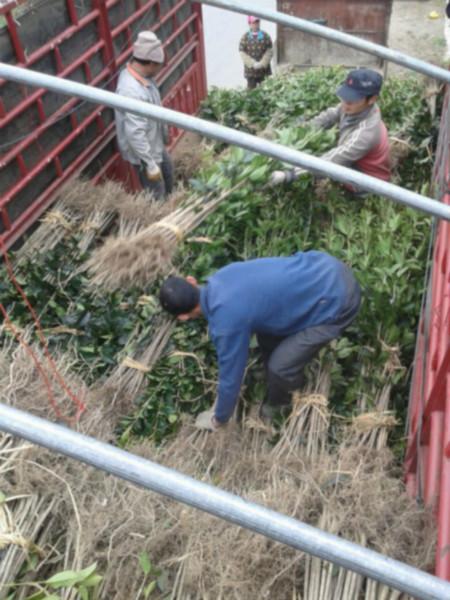 供應(yīng)紅桂花樹(shù)苗 100棵起包郵  紅桂花里很好的品種