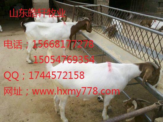 江西波爾山羊價格圖片