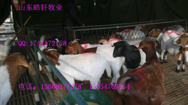 供應(yīng)濟(jì)南養(yǎng)羊章丘養(yǎng)場(chǎng)