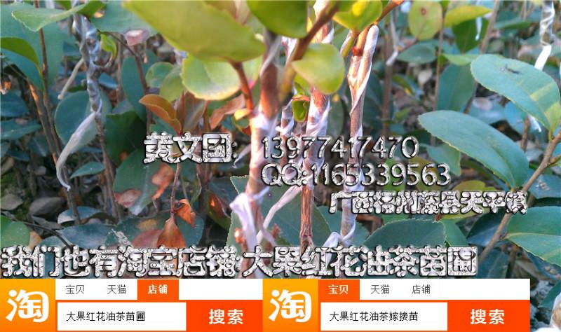 岑溪軟枝油茶嫁接苗1年圖片