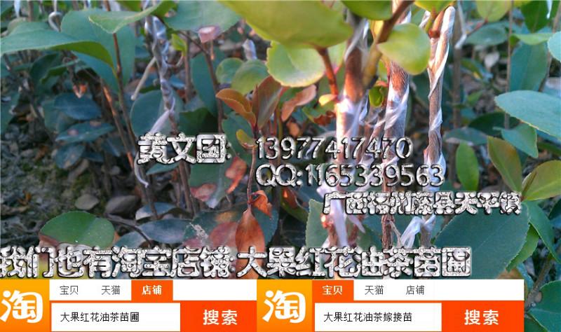 軟枝油茶嫁接苗1年苗2A圖片