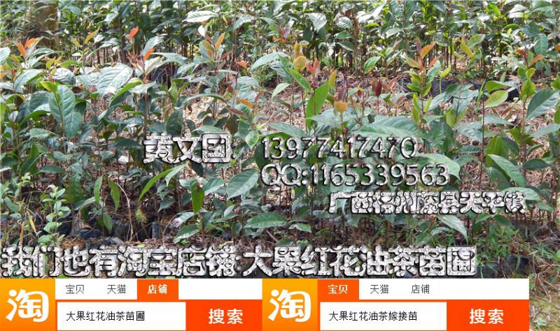 大果紅花油茶實生苗帶營養(yǎng)杯圖片