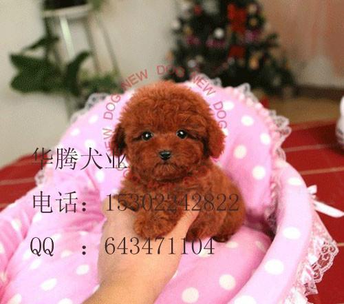 供應(yīng)泰迪熊價(jià)格 紅色泰迪熊犬價(jià)錢(qián) 泰迪熊犬多少錢(qián) 泰迪熊犬好養(yǎng)嗎